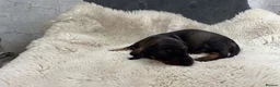 Dachshund dogs for sale: Dachshund puppies for sale  - Advert 25