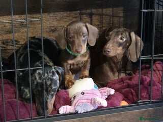 Miniature Dachshund dogs Looking for their forever 🏡 - Advert 5