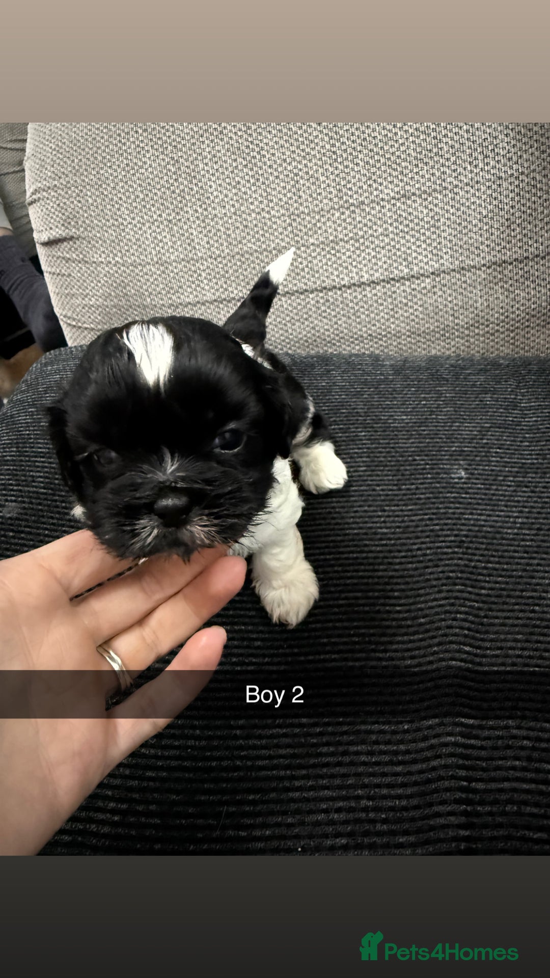 Shih Tzu dogs for sale: 5 stunning Shih Tzu puppies  - Advert 3