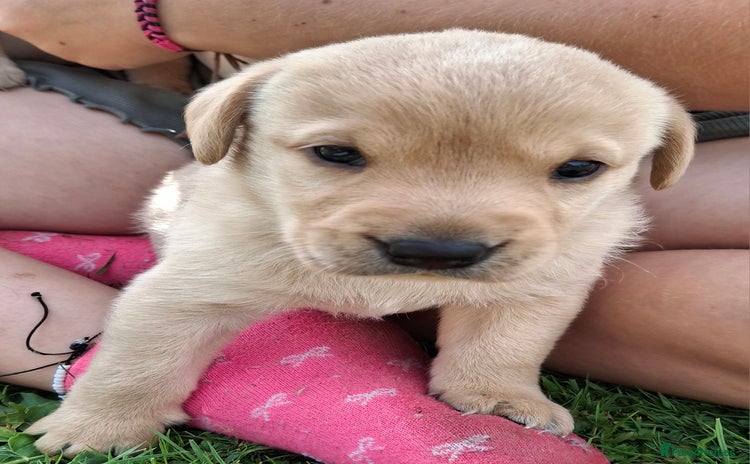 Labrador Retriever dogs - Advert 1