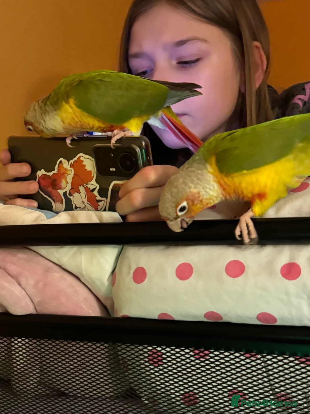 Conures birds for sale: Pair Pineapple Conure  in Southampton - Advert 6