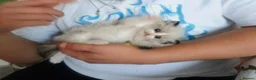 Ragdoll cats for sale: Boy Ragdoll Bicolor  - Advert 15