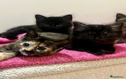 Mixed Breed cats for sale: 2 Black Fluffy Kittens (15wk old brothers) - Image 16