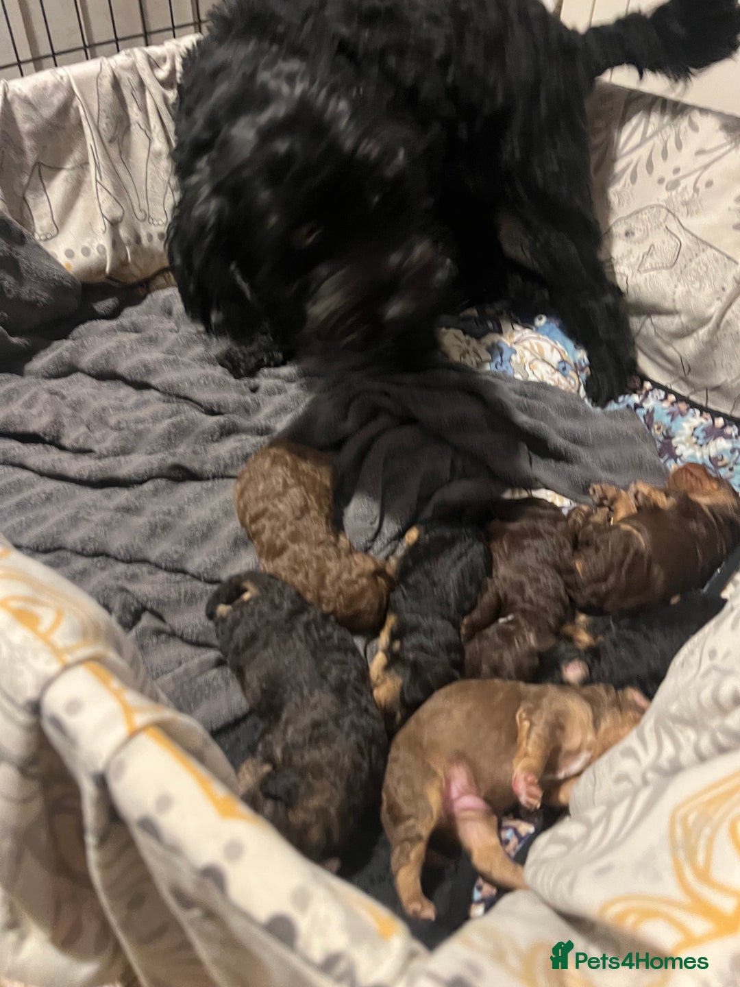 Cockapoo dogs for sale: Cockapoo puppies  - Image 6