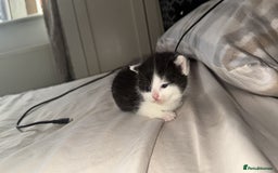 British Shorthair cats for sale: British shorthair kittens ❤️REDUCED❤️ - Image 11