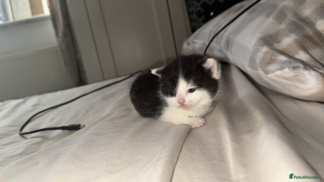 British Shorthair cats for sale: British shorthair kittens ❤️REDUCED❤️ - Image 11