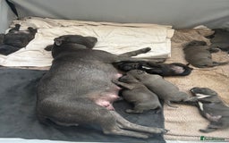 Staffordshire Bull Terrier dogs for sale: Staffordshire bull terrier puppies  - Image 1