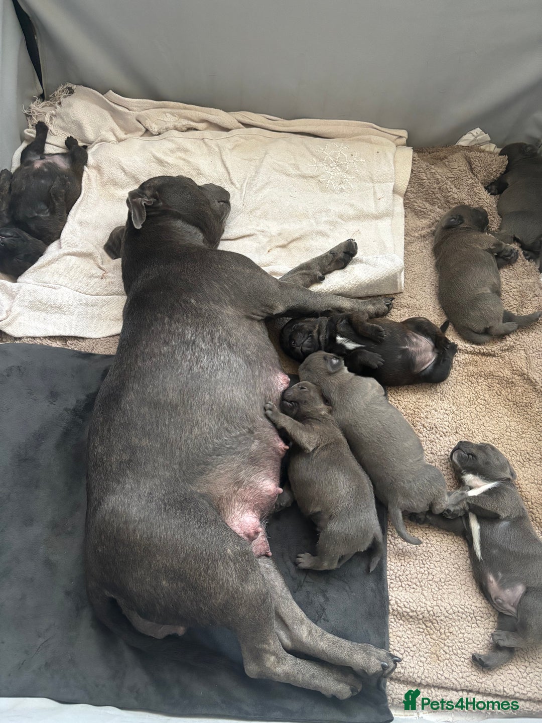 Staffordshire Bull Terrier dogs for sale: Staffordshire bull terrier puppies  - Image 1
