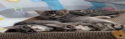 Siberian cats for sale: Adorable Siberian Kittens  - Advert 8