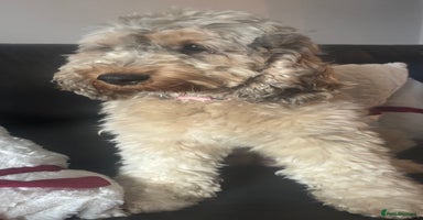 Cockapoo dogs ⭐️OUTSTANDING, HIGH QUALITY Cockapoo F1B Puppies⭐️ - Advert 15