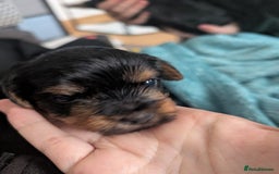 Yorkshire Terrier dogs for sale: Beautiful Yorkshire terrier puppies  - Image 4
