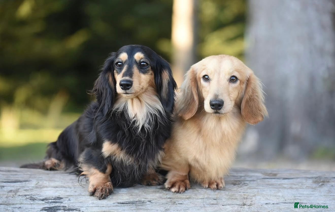 Miniature Dachshund dogs for sale: Miniature longhaired dachshunds  - Advert 22