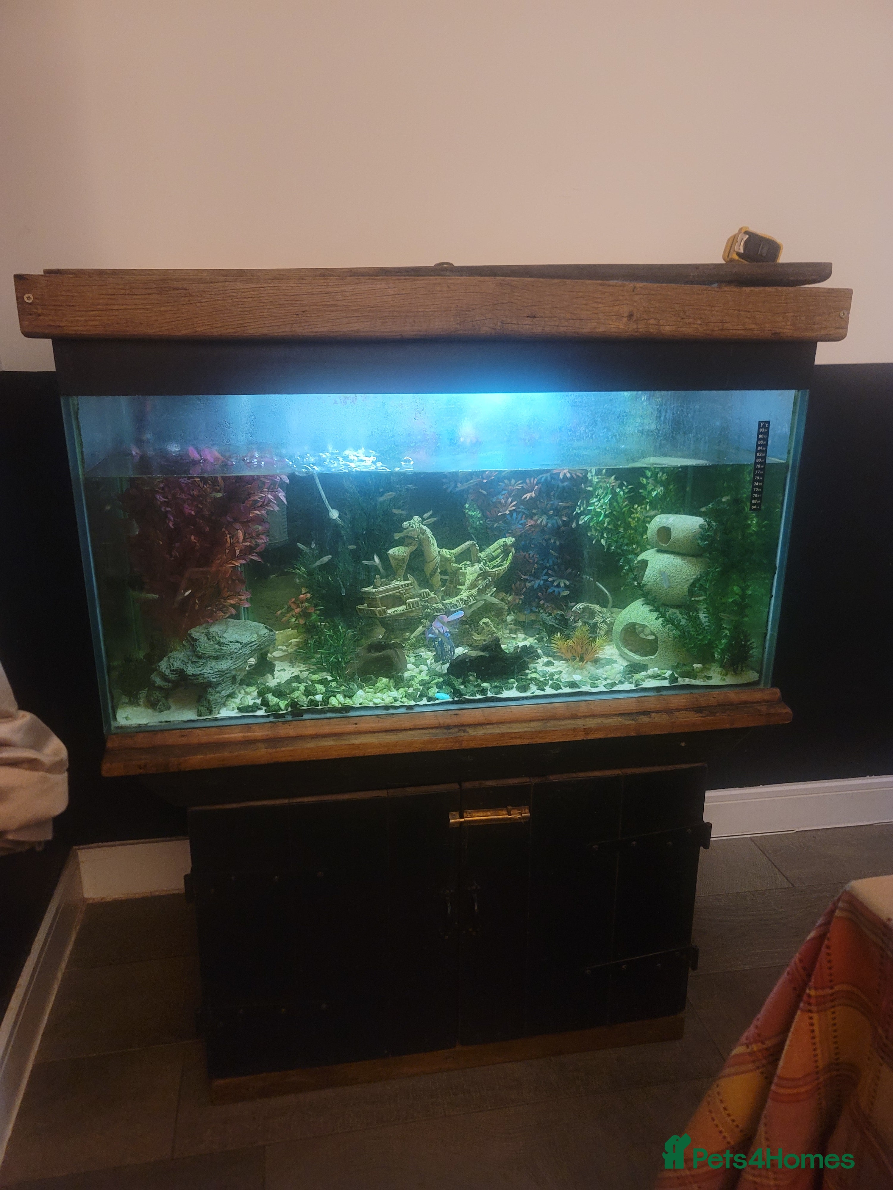 Tetras fish Tropical Fishtank including fish for sale - Advert 1