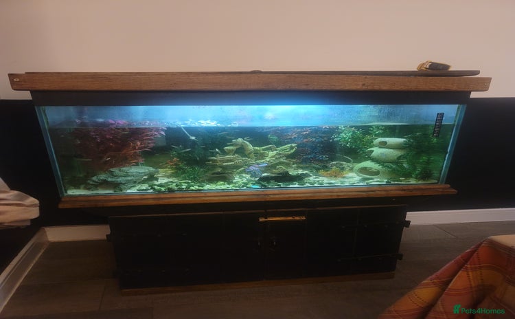 Tetras fish - Advert 2