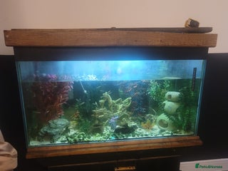 Tetras fish - Advert 1