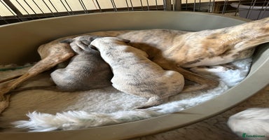 Whippet dogs - Advert 12