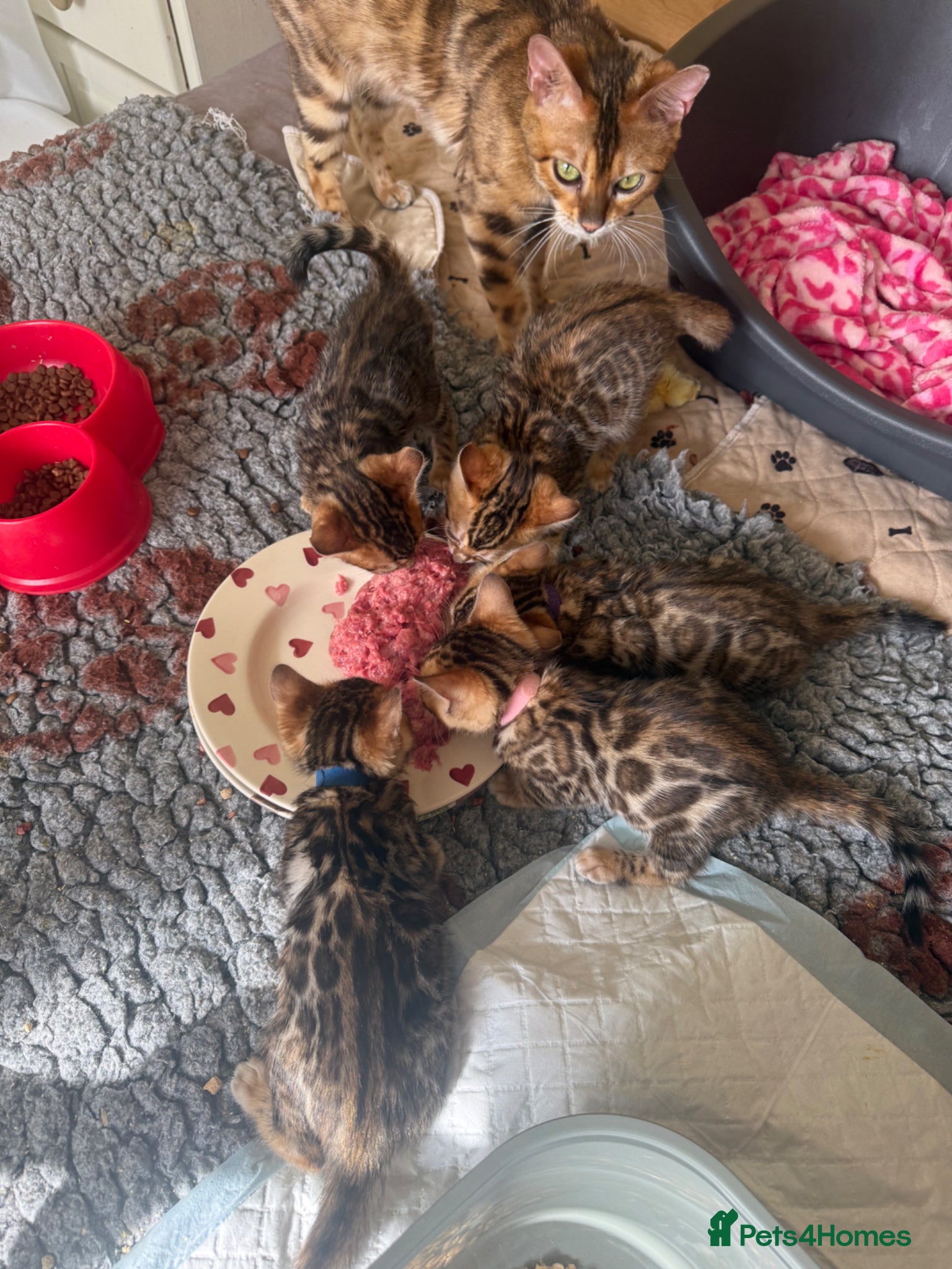 Bengal cats TICA 🐆 Pedigree Bengal Kittens 🩷 wait list  - Advert 3