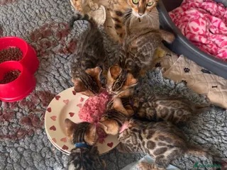 Bengal cats TICA 🐆 Pedigree Bengal Kittens 🩷 wait list - Advert 3