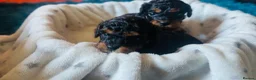 Cavapoo dogs for sale: Cavapoo Puppies  - Advert 22