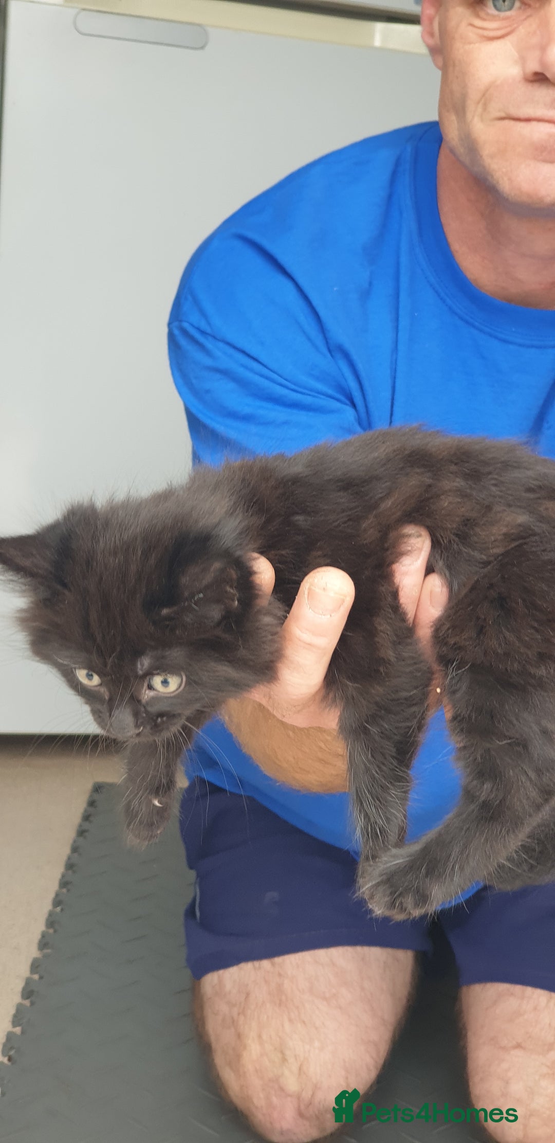 British Longhair cats for sale:  1 Black ghost kitten long haired male (casper) - Image 2