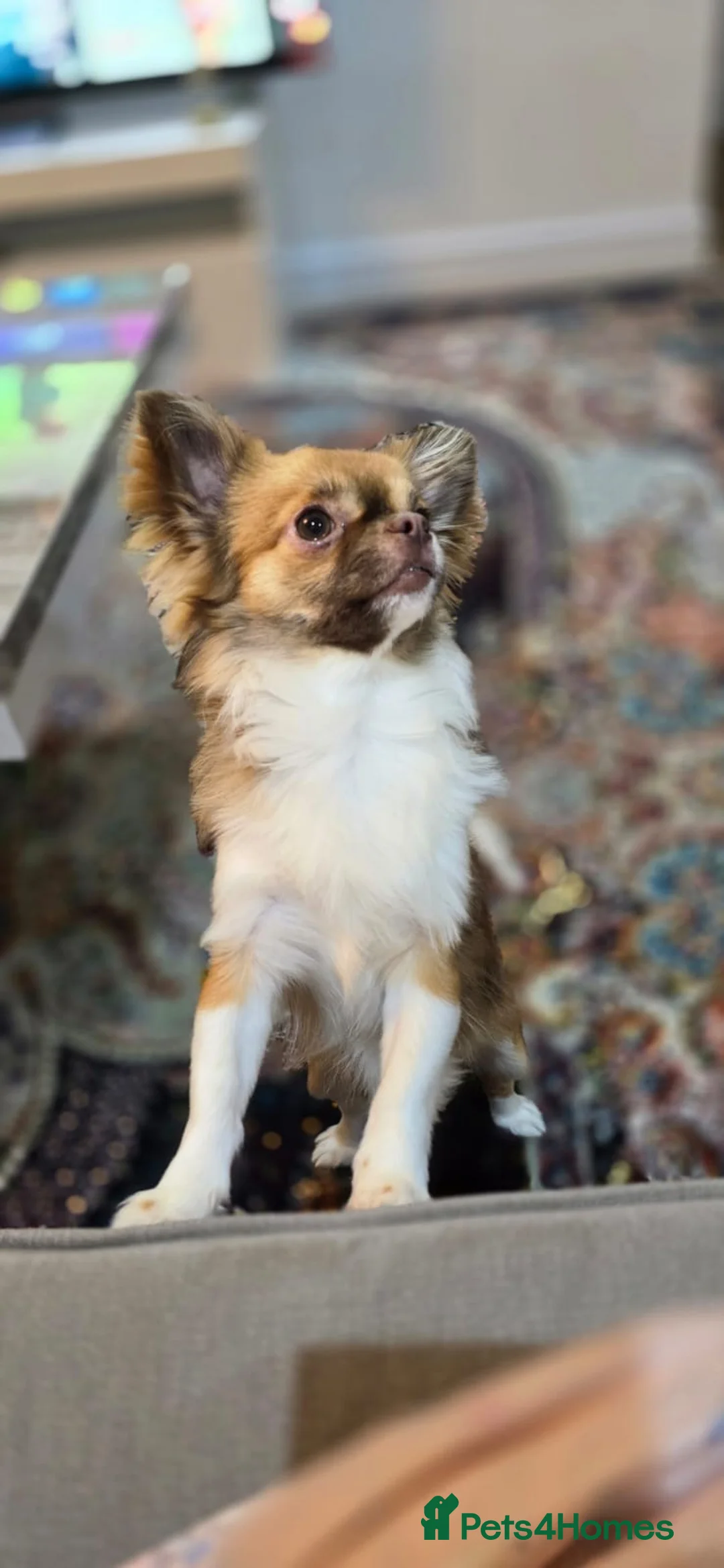 Chihuahua dogs for sale: Hairy chihuahua - Advert 9