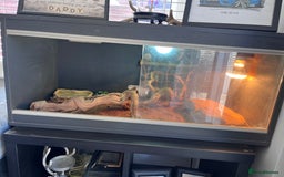 Bearded Dragon reptiles for sale: Vivarium tank set up  - Image 2