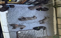 Great Dane dogs for sale: 7 chunky Great Dane puppies  - Image 1