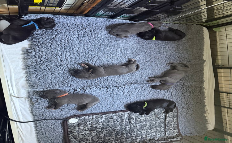 Great Dane dogs - Advert 1