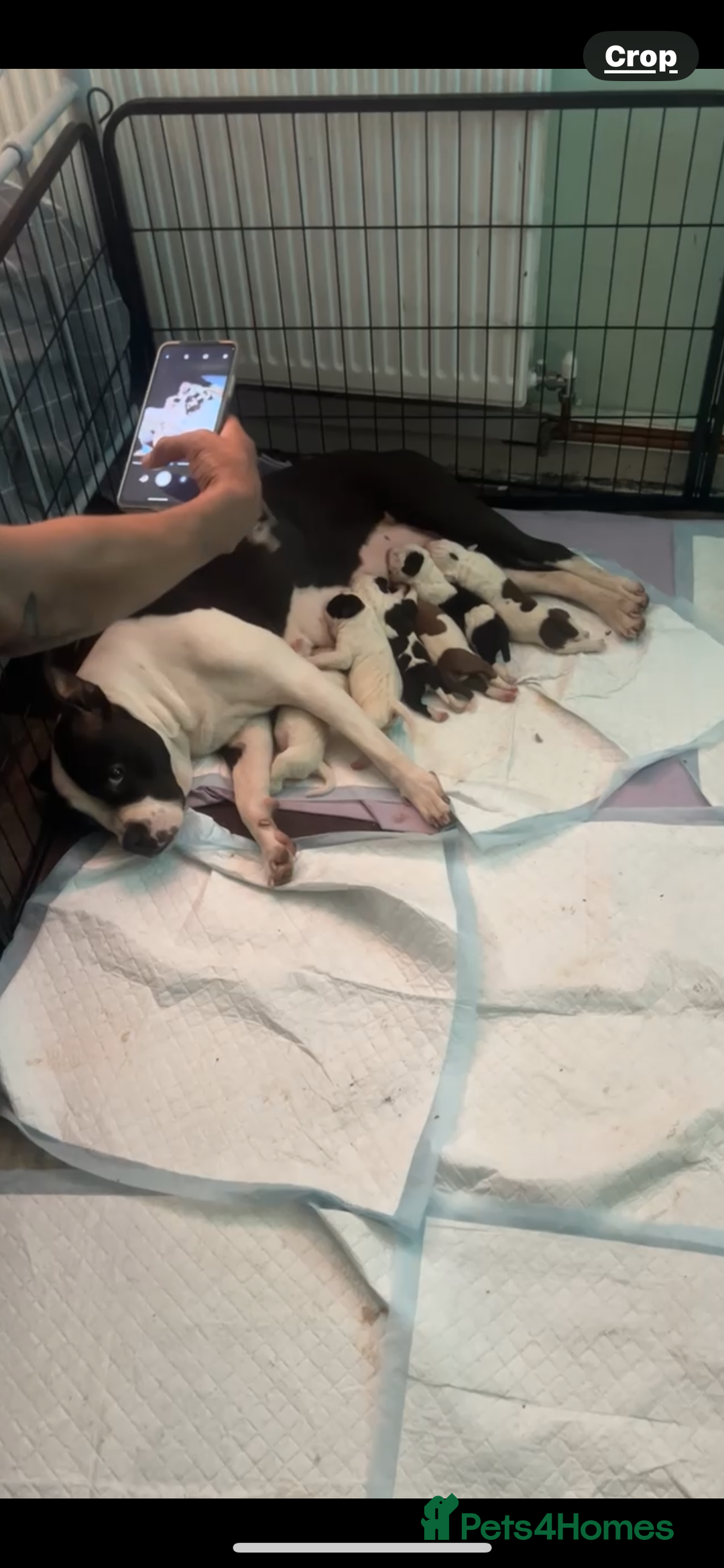 Mixed Breed dogs for sale: Beautiful pups ready to leave - Image 2