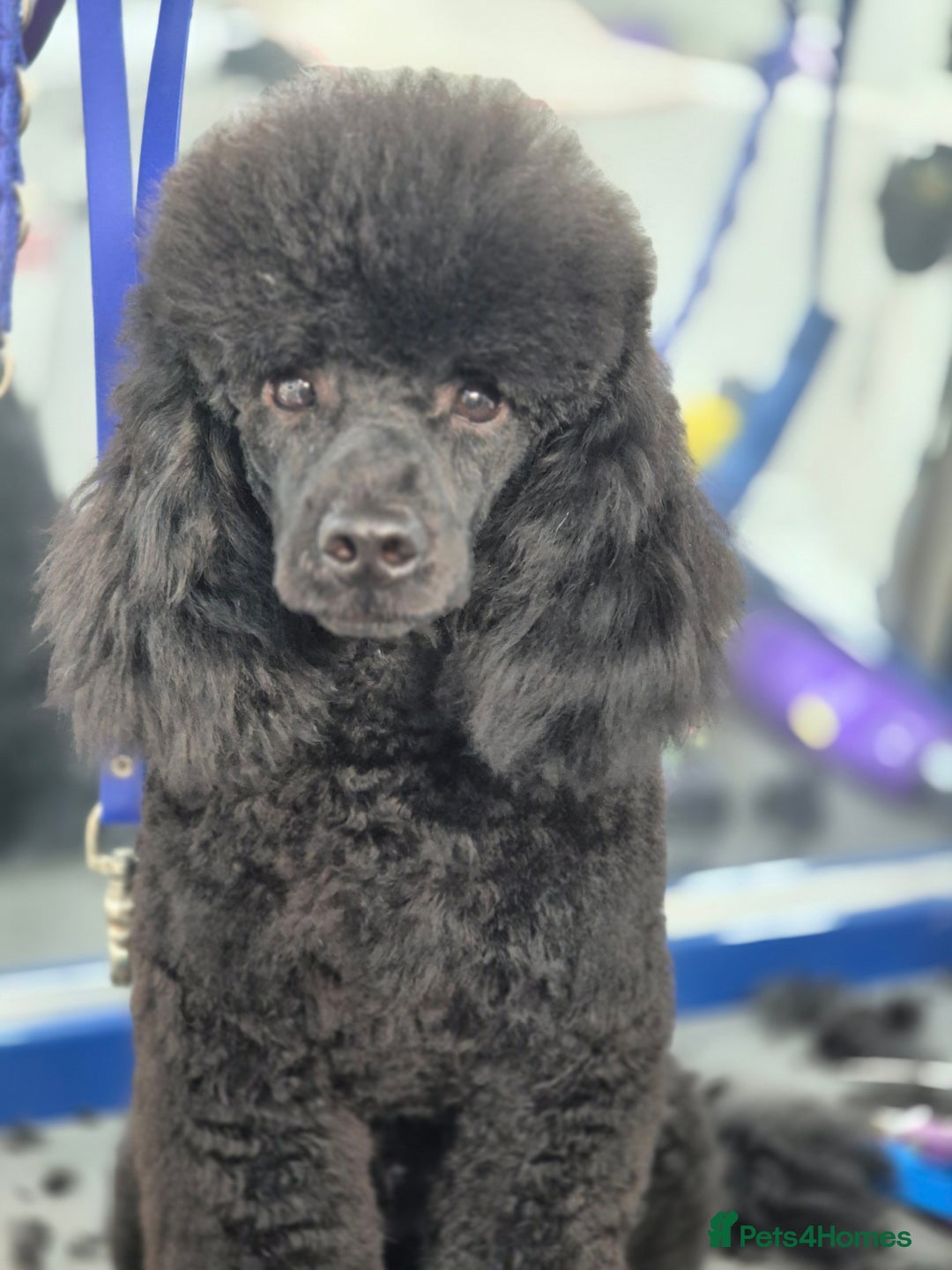 Toy Poodle dogs for sale: Toy Poodles incl. One Phantom boy - Image 13