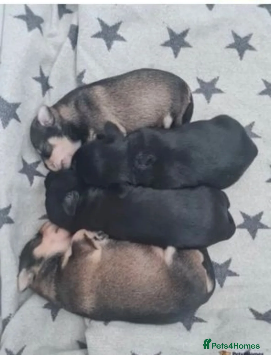 Miniature Schnauzer dogs for stud: KC Reg Choc/White Min Schnauzer MAC +BVA Clear in Coventry - Advert 27