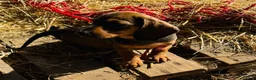 Miniature Dachshund dogs for sale: The three triplets 🐶🐶🐶 - Advert 5