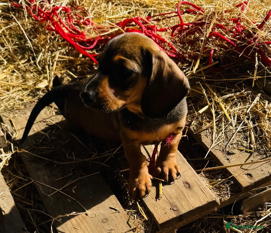Miniature Dachshund dogs for sale: The three triplets 🐶🐶🐶 - Advert 5