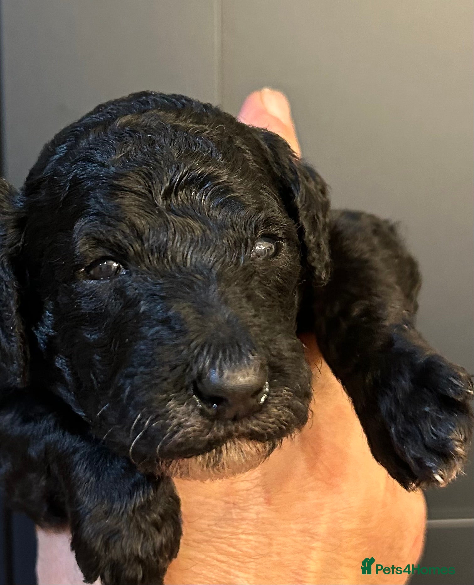 Standard Poodle dogs Poodle puppies - Advert 4