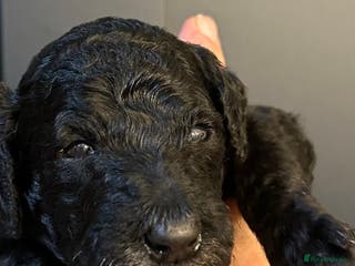 Standard Poodle dogs Poodle puppies - Advert 18