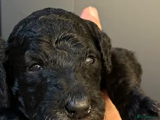 Standard Poodle dogs Poodle puppies - Advert 1