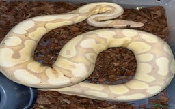 Python Snake reptiles for sale: Ball pythons for sale  - Image 2