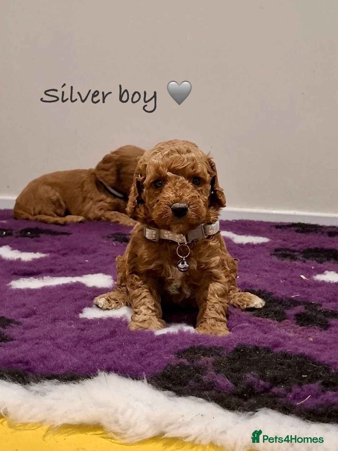 Cockapoo dogs for sale: Stunning F1B Cockapoos - Advert 11