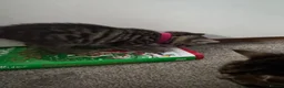 Mixed Breed cats for sale: Adorable Kittens Looking for Their Forever Home - Advert 16