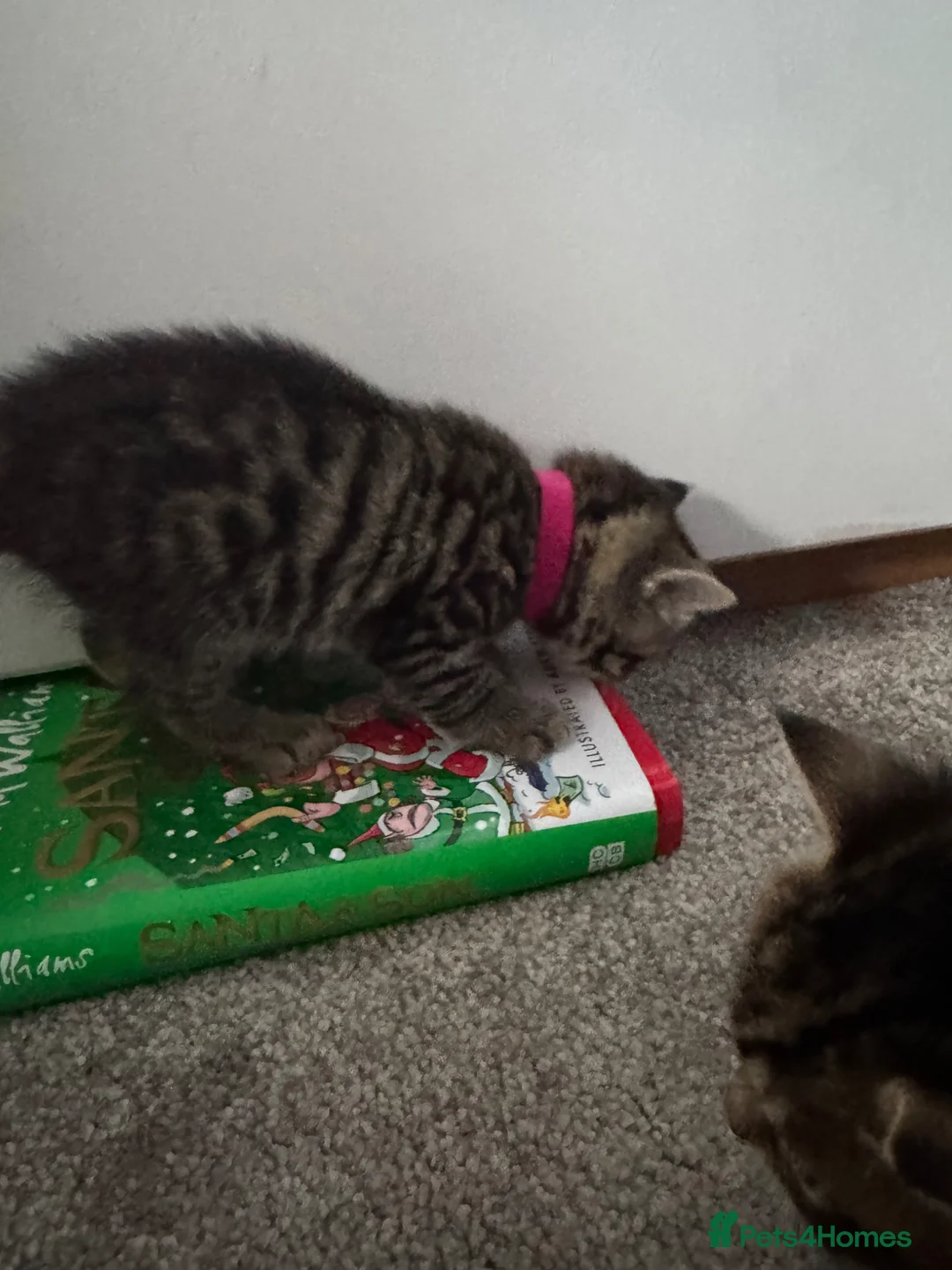 Mixed Breed cats for sale: Adorable Kittens Looking for Their Forever Home - Advert 16