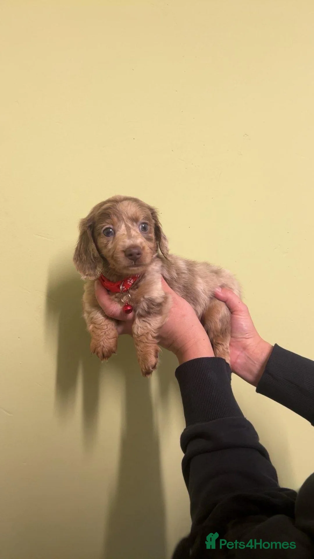 Miniature Dachshund dogs for sale: ‼️ LAST 3 READY TO LEAVE NOW ‼️ - Advert 4