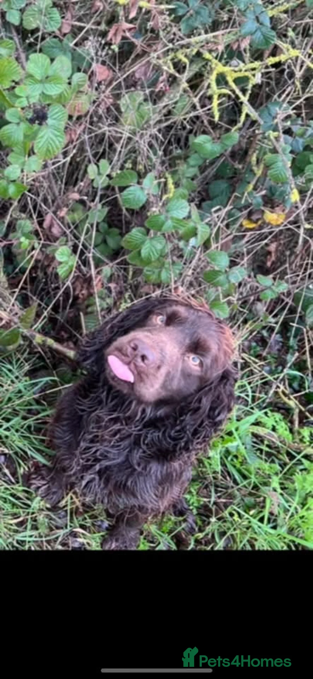 Cocker Spaniel dogs for sale: 4 working cocker spaniel males  - Advert 3