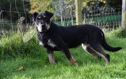 Huntaway dogs for sale: Lovely Grizzly Type Huntaway Bitch  - Image 1