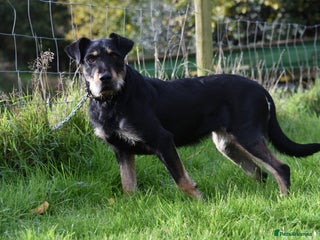 Huntaway dogs for sale - Advert 1