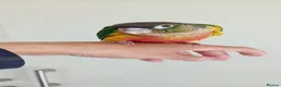 Conures birds for sale: Handreared green cheek conures for sale - Advert 13