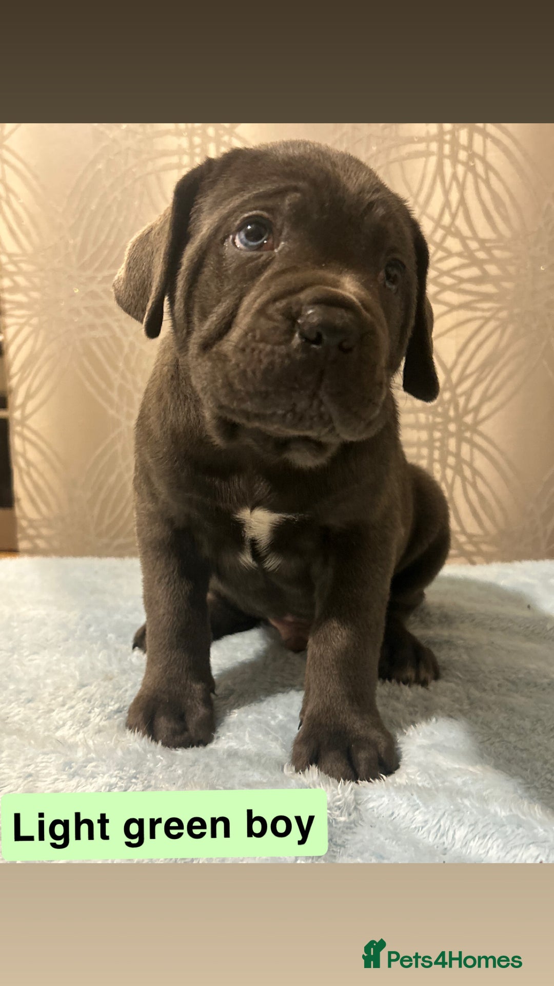 Cane Corso dogs for sale: 🐾 Stunning Cane Corso Puppies Available! 🐾 - Advert 3