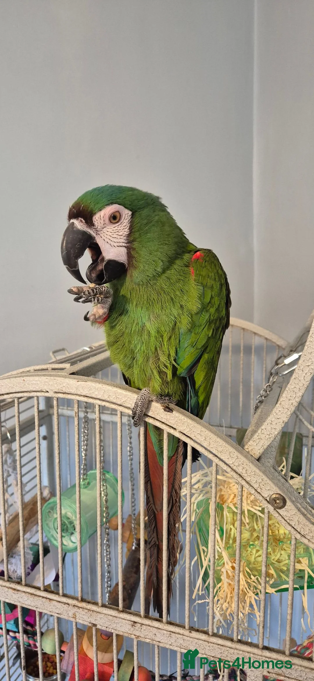 Macaws birds for sale: Reluctant sale severe macaw in Motherwell - Advert 3