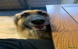 German Shepherd dogs for sale: Long-Medium hair pure bred German Shepherds 🇩🇪 - Image 5