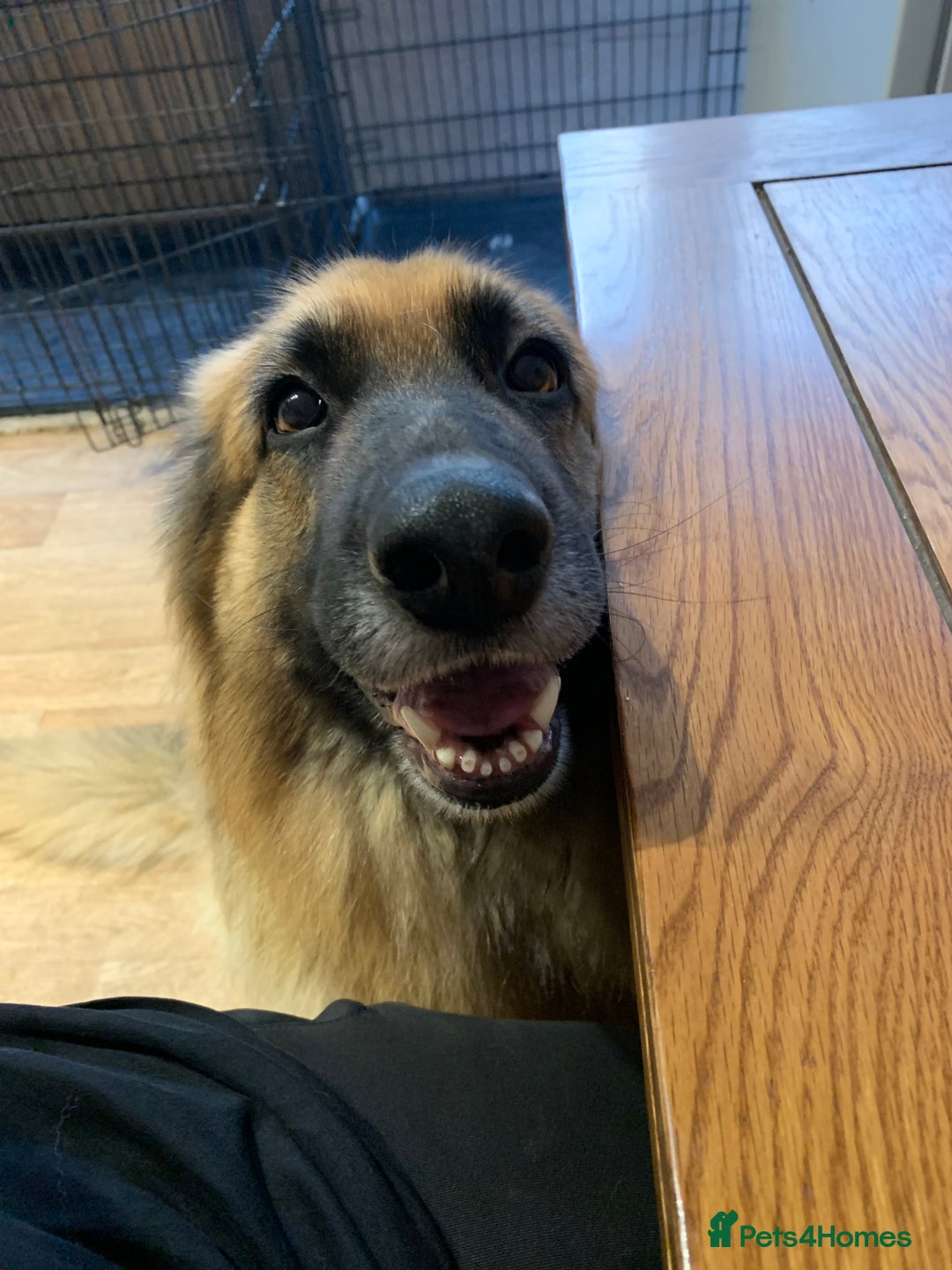 German Shepherd dogs for sale: Long-Medium hair pure bred German Shepherds 🇩🇪 - Image 5