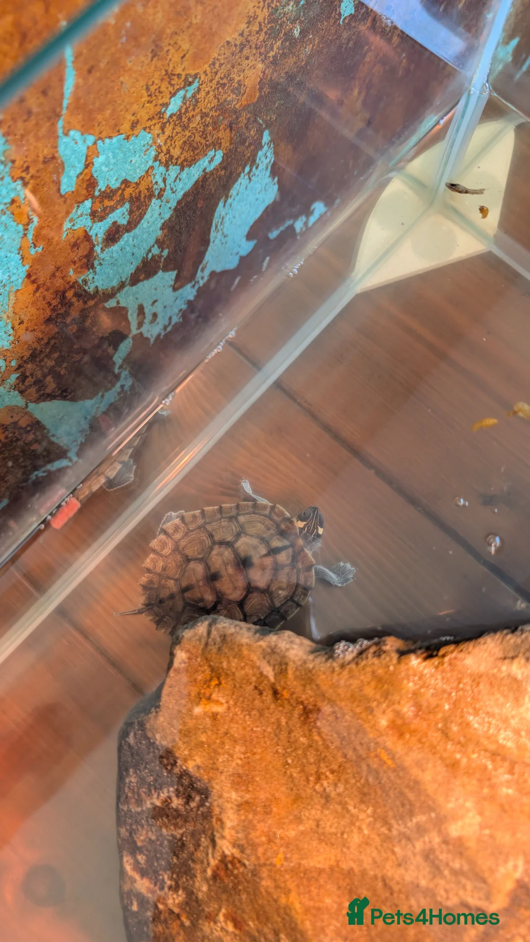 Tortoise reptiles for sale: Two terrapin for sale in Llanelli - Advert 2